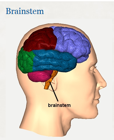 brain-stem-em2
