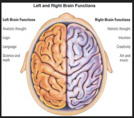 brain+cole+hall+2+parts