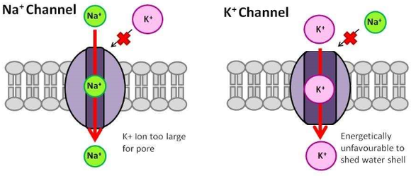 kennedy k channel deathCapture-1