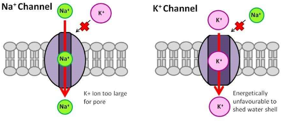 kennedy_k_channel_deathCapture