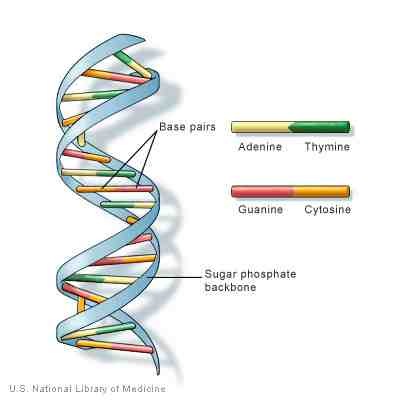 dna-2