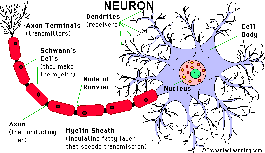 neuron