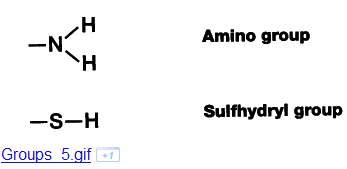 picture - amino 11