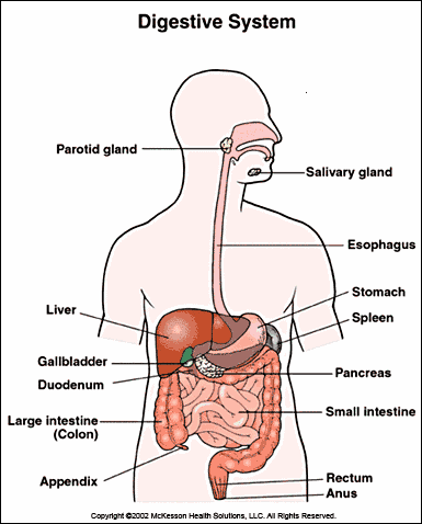 digestive GI tract