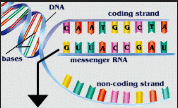 messenger RNA railorad leopold & loeb